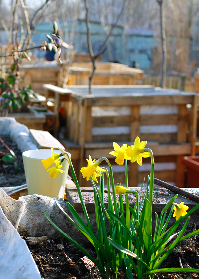 Frühblüher im Mauergarten. Foto: Joanna Wilgorska