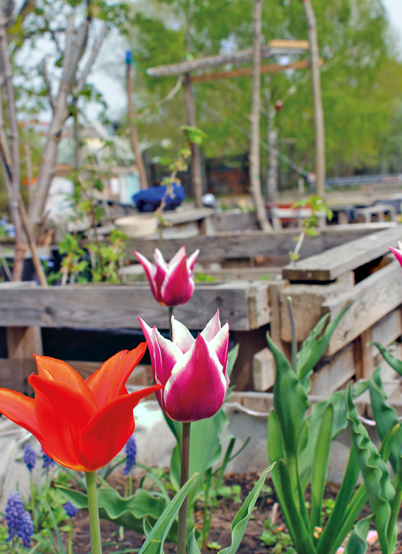 Frühblüher im Mauergarten. Foto: Joanna Wilgorska