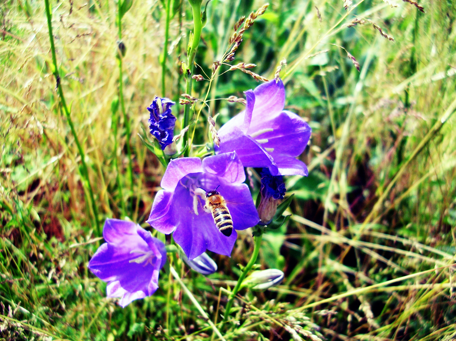 Biene an einer Glockenblume. Foto: Beate Heyne
