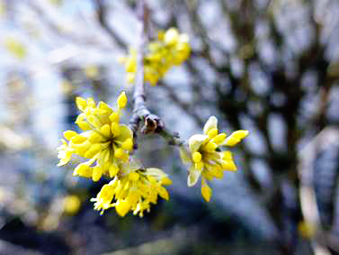 Knospen der Kornellkirsche. Der Baum ist einer der ersten, der Frühling blüht und Nahrung für die Bienen bietet. Foto: Beate Heyne