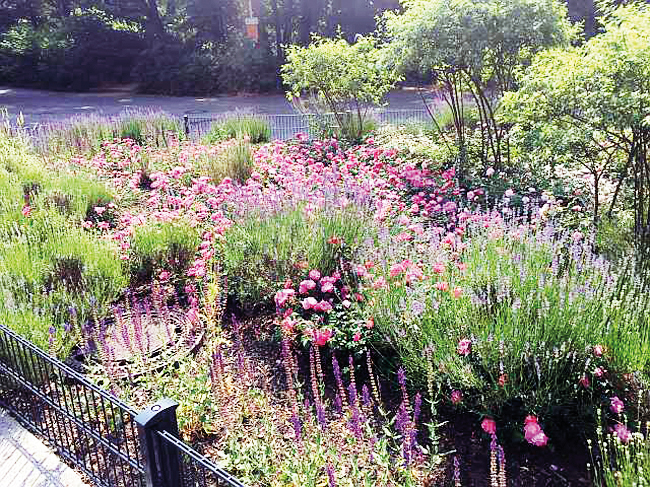 Lavendelbeet und Gleim-Oase brauchen Hilfe