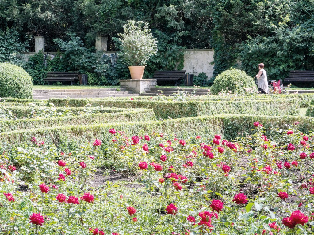 Rosengarten im Humboldthain