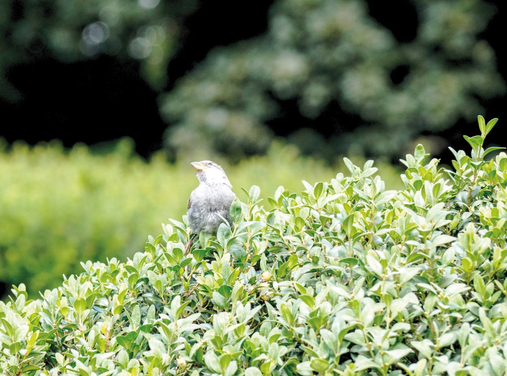 Vogel im Busch im Humboldthain