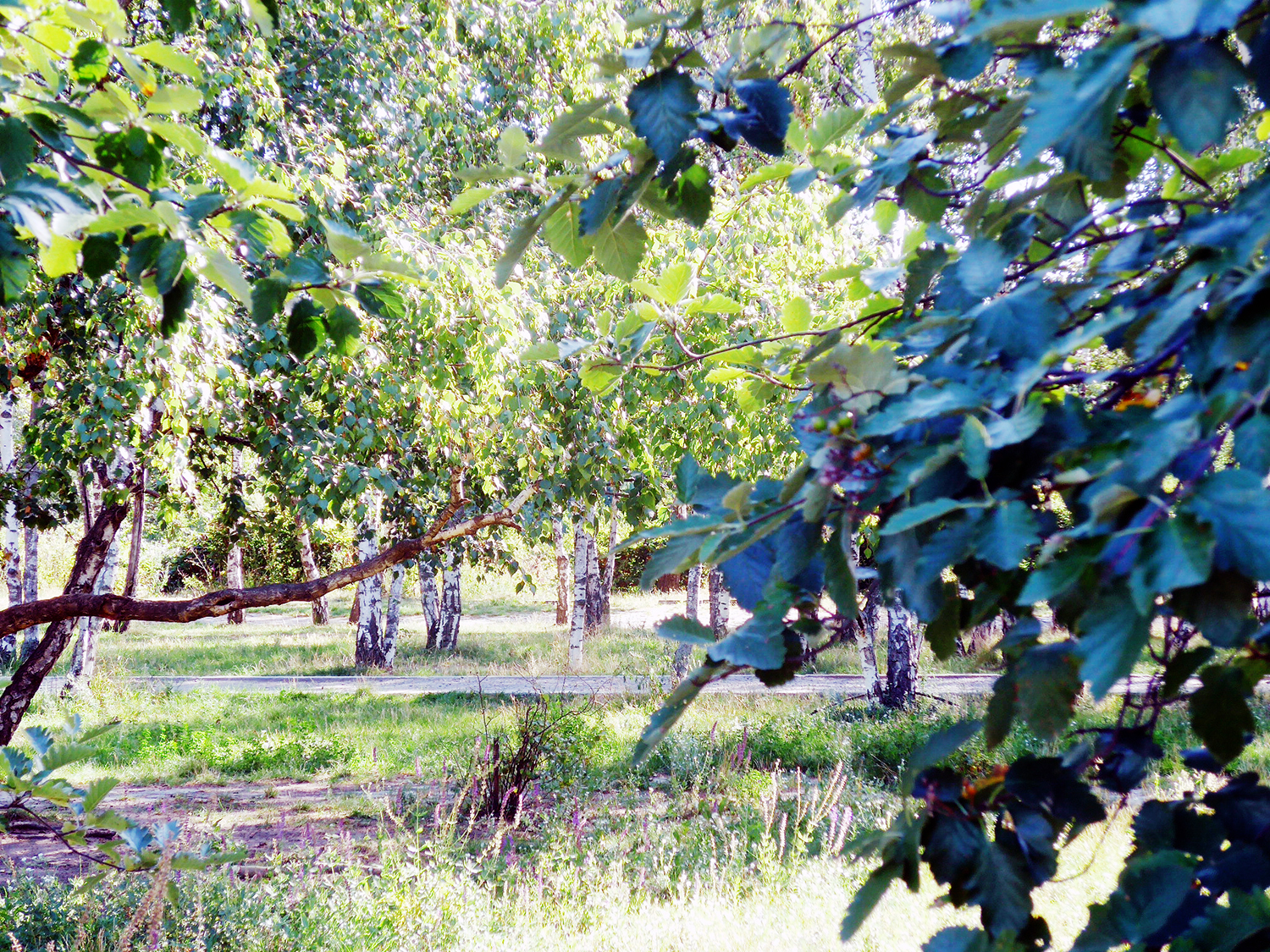 Mauerpark Birkenwäldchen