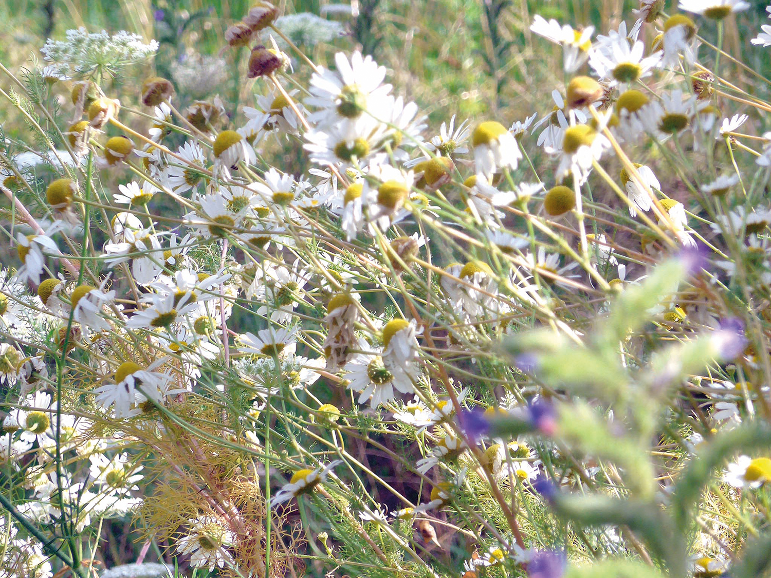 Mauerpark Blumen Wiese