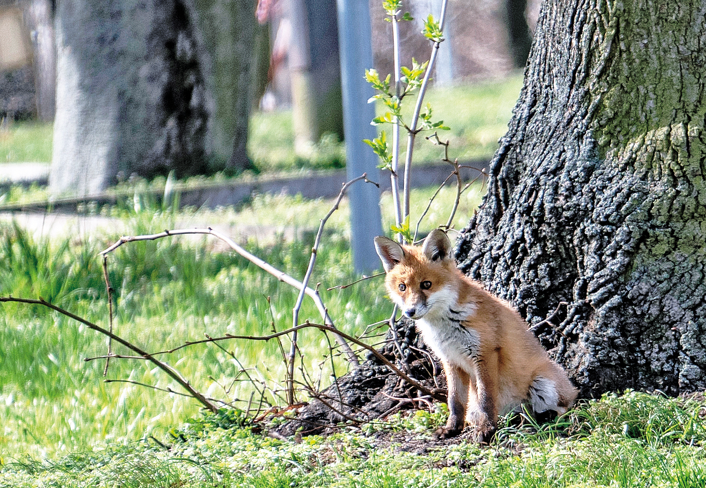Wildtiere in der Stadt: Dem Fuchs gute Nacht sagen