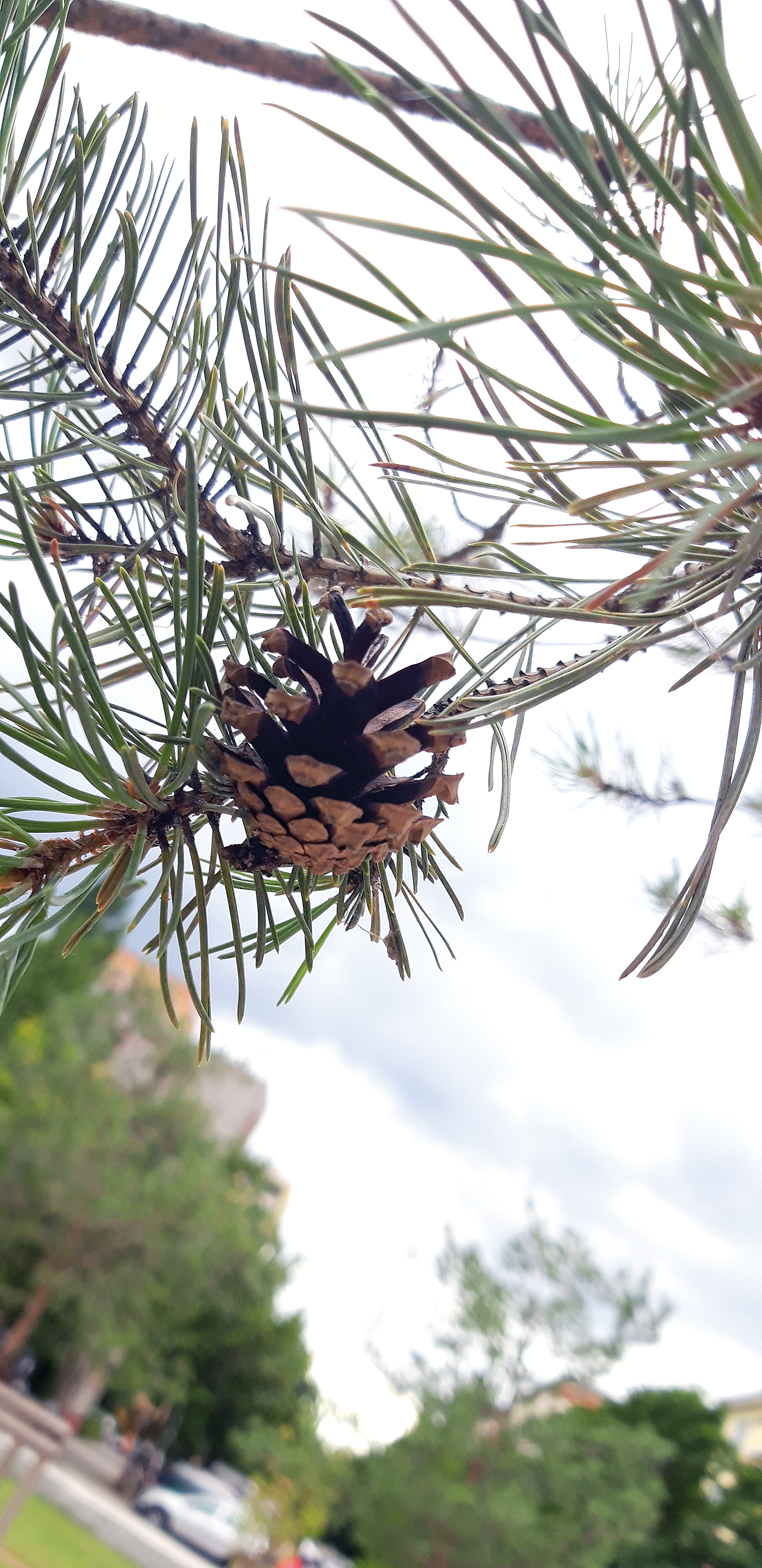 Pflanzenbestimmung per App: Alles Flora Incognita?