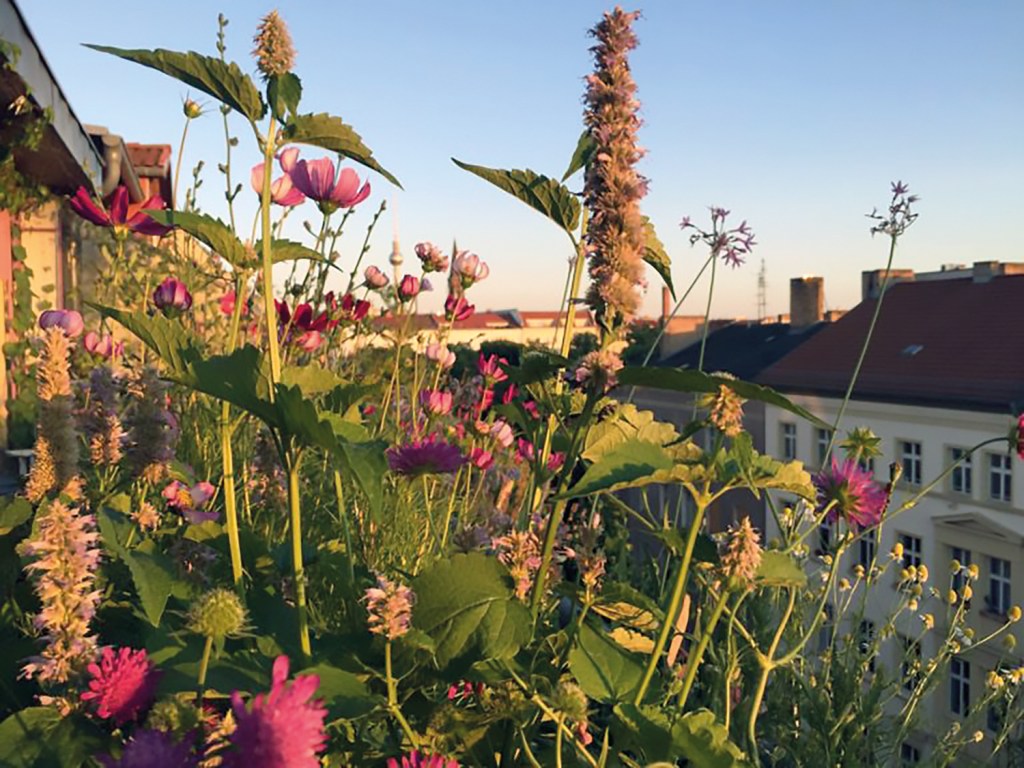 Von einer solchen Blütenvielfalt wie auf dem Bio-Balkon von Lilli Erasin träumt unsere Autorin. Foto: Lilli Erasin/Blumen Goldbeck