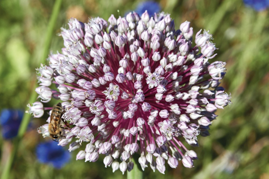 Die Blüten des Lauchs ziehen Wildbienen an. Foto: Prozentzwanzig/Wikipedia