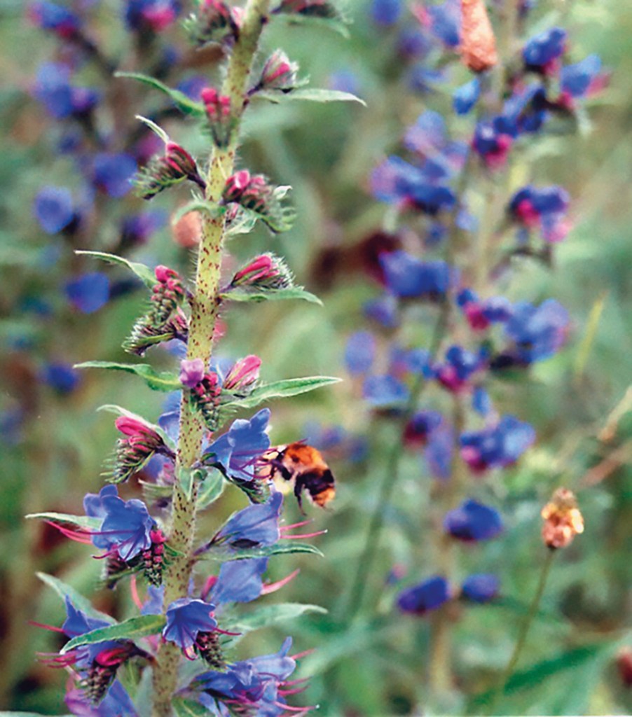 Unten: Der Natternkopf ist eine ergiebige Nektarquelle für Bienen. Foto: Elke Behrends