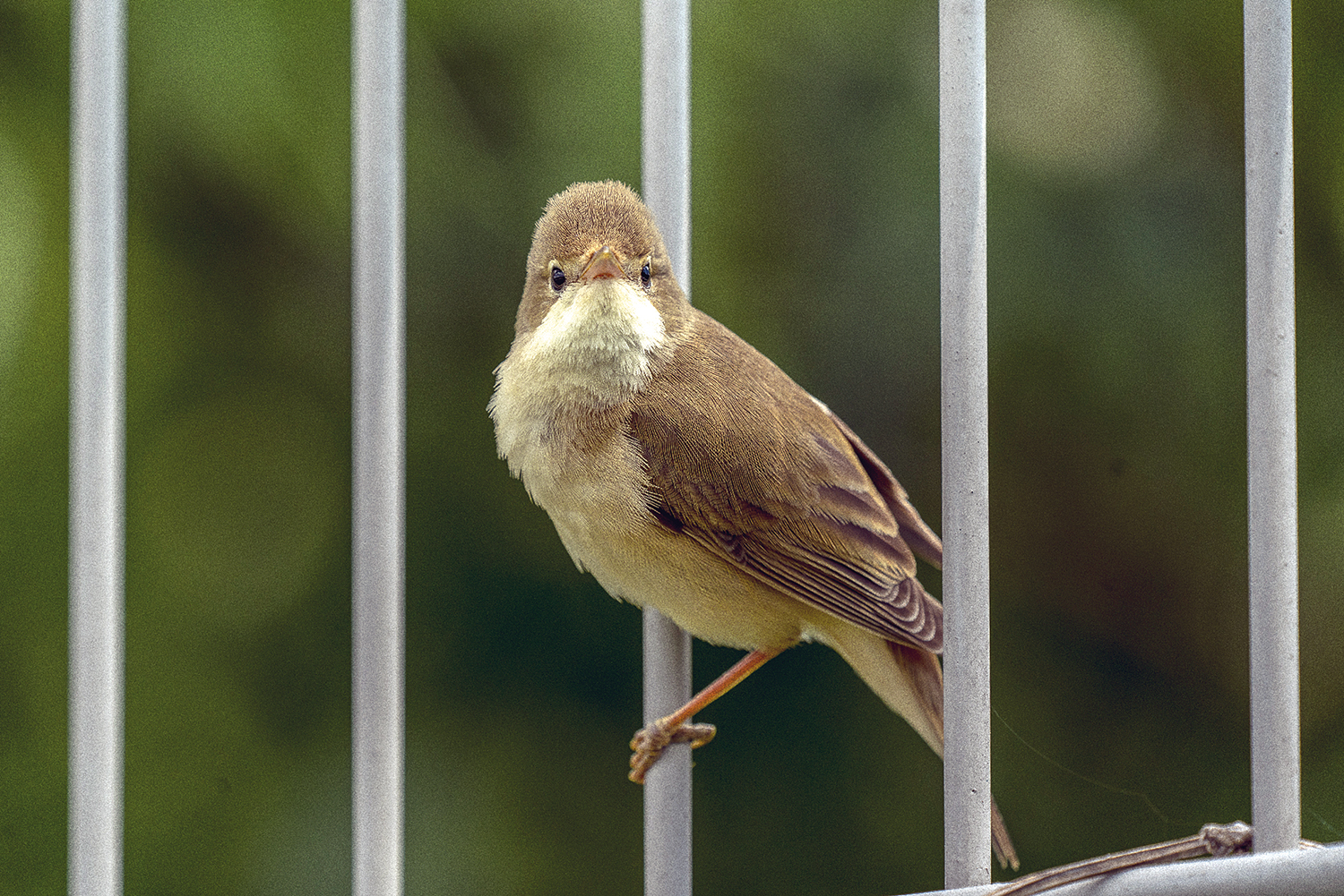 Mit Doppelkopf unterhält es sich besser