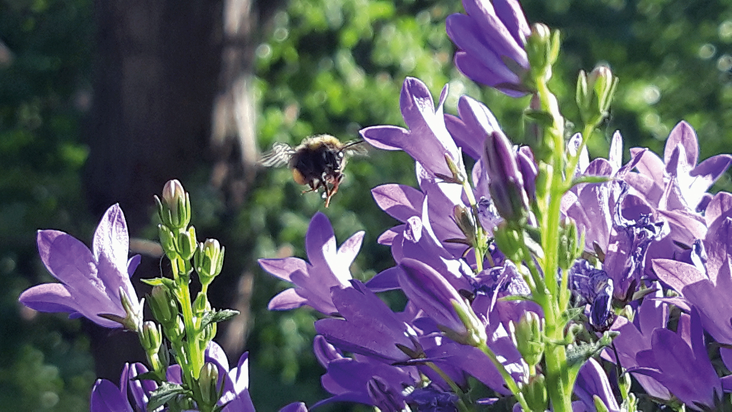 Balkonbepflanzung: Freude an Blüten und Bienen