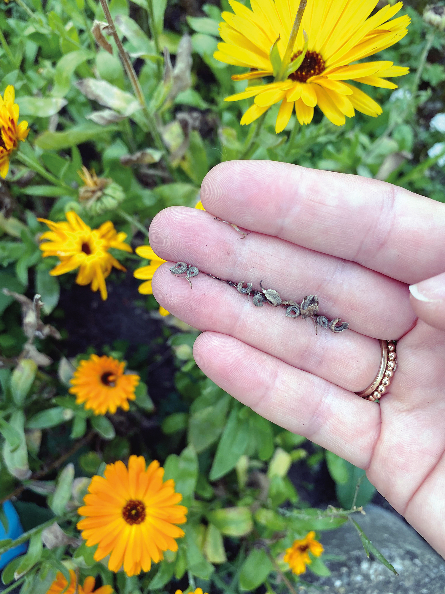 Nach der Blüte ist vor der Blüte