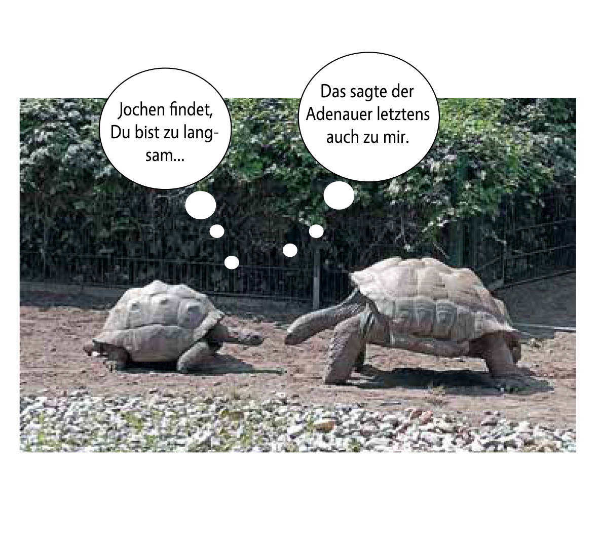 Die Verwaltung: Biene oder Schildkröte?