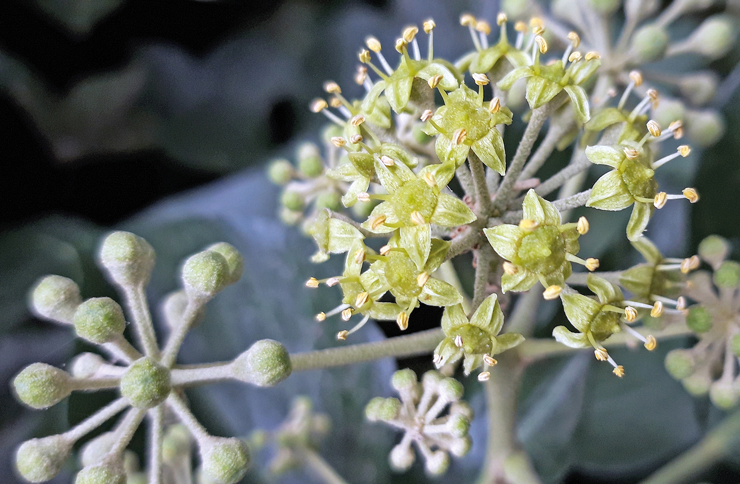 Efeu – cooler Kletterer in der kalten Jahreszeit