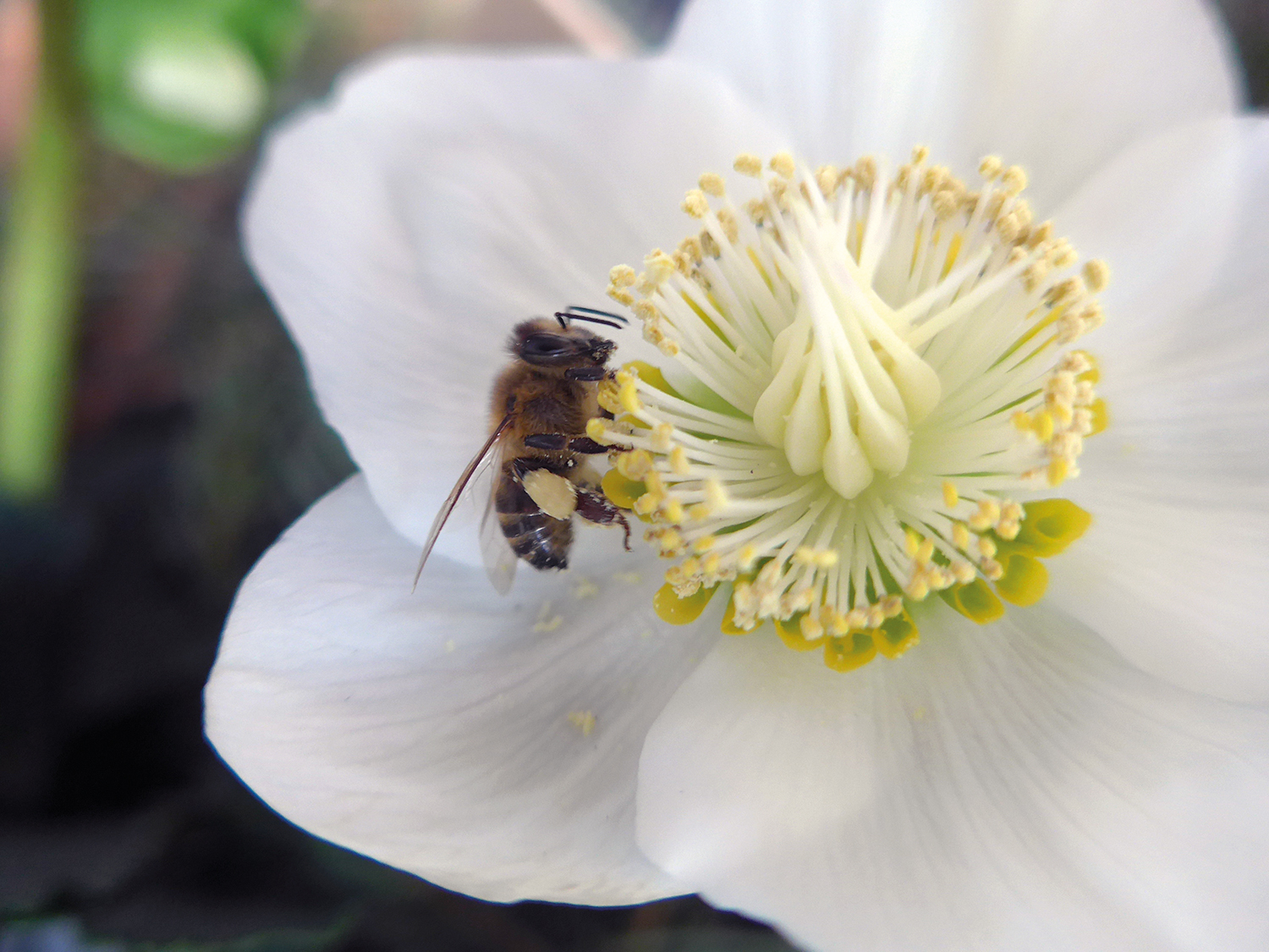 Weltbienentag: Im Mai summt es kräftig im Kiez
