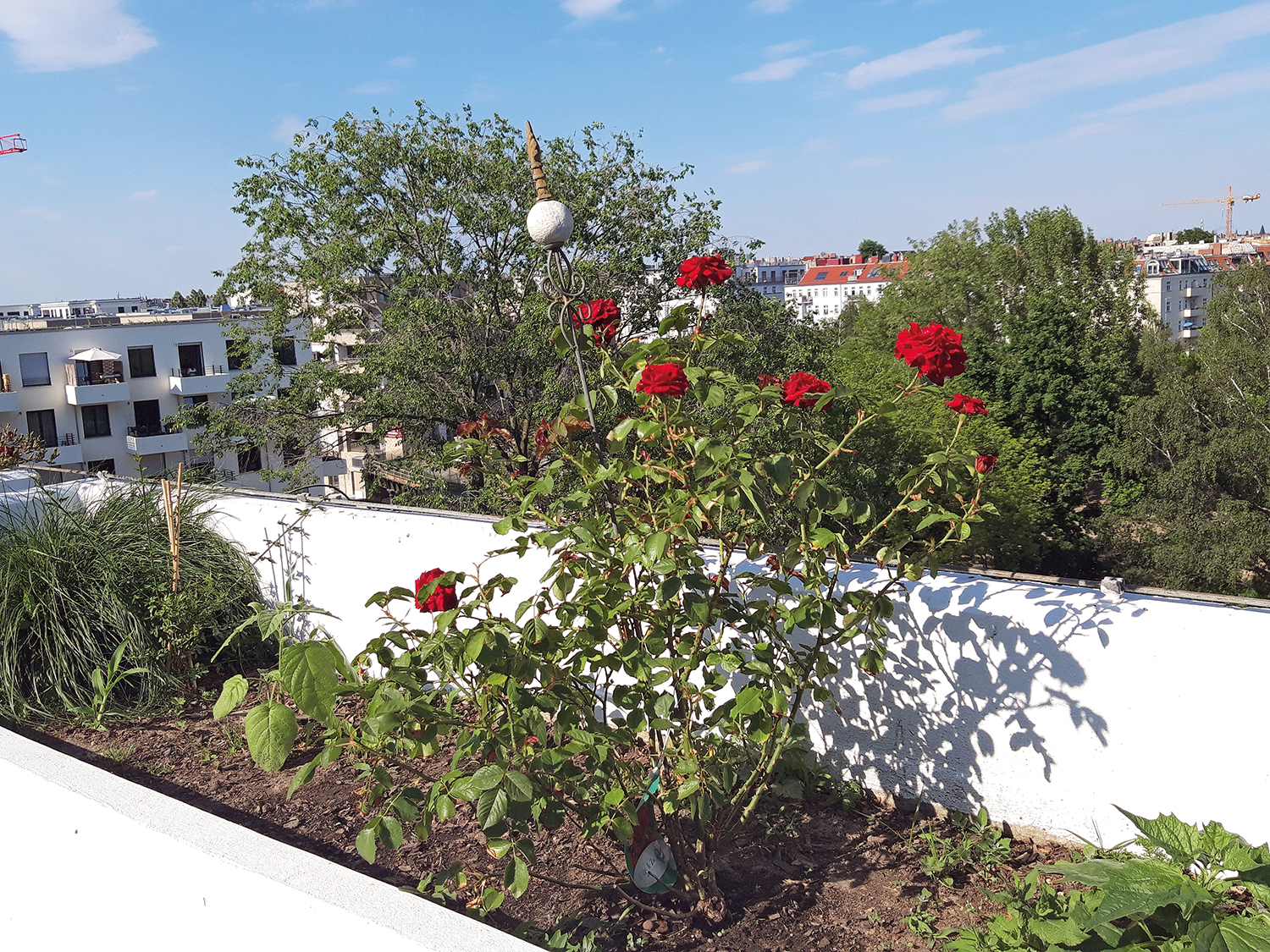 Beitrag zum Kiezklima: Die begrünte Dachterrasse des Seniorenwohnheims Graunstraße. Foto: Corinna Neinaß