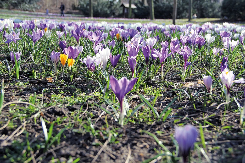 Die Krokuswiese im Humboldthain in voller Blüte. Foto: Hensel