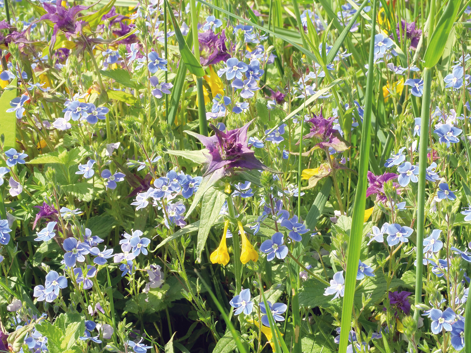 Wildblumensamen: Artenschutz auf der Fensterbank