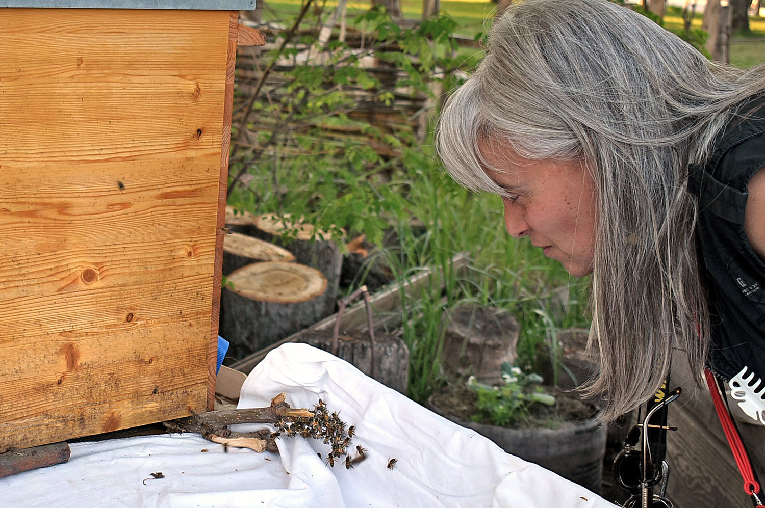 Bienenplatz im Mauergarten: Pünktlich ausgeschwärmt