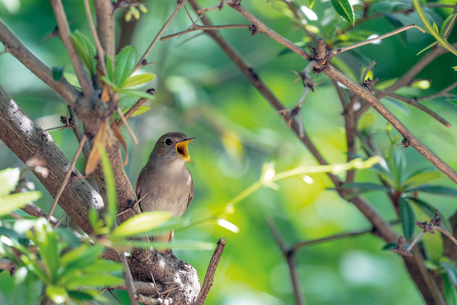 Hauptstadt der Nachtigallen