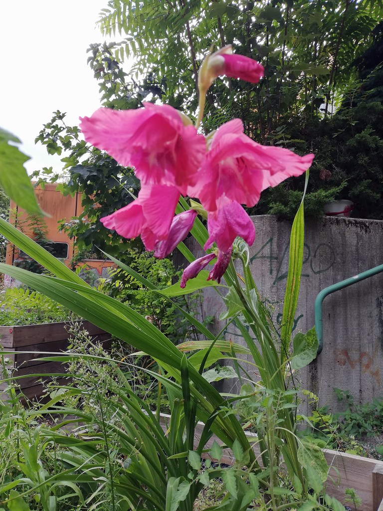 Ein blühende Gladiole im Diesterbeet-Garten. Footo: Hensel