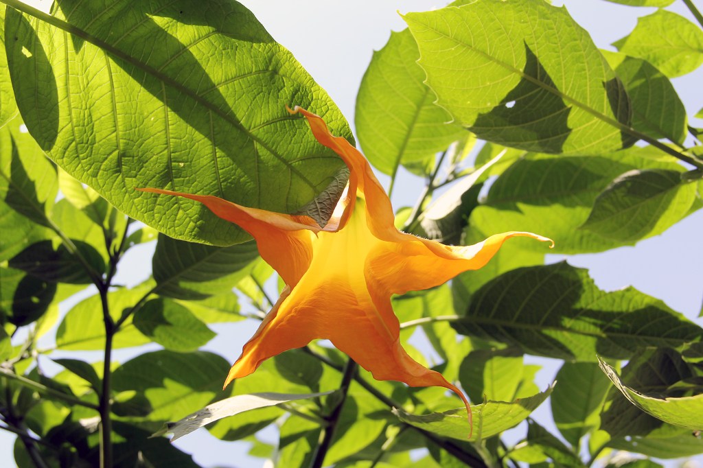 Blüte einer Engelsgtrompete im Kleinen Gartenparadies. Foto: Hensel