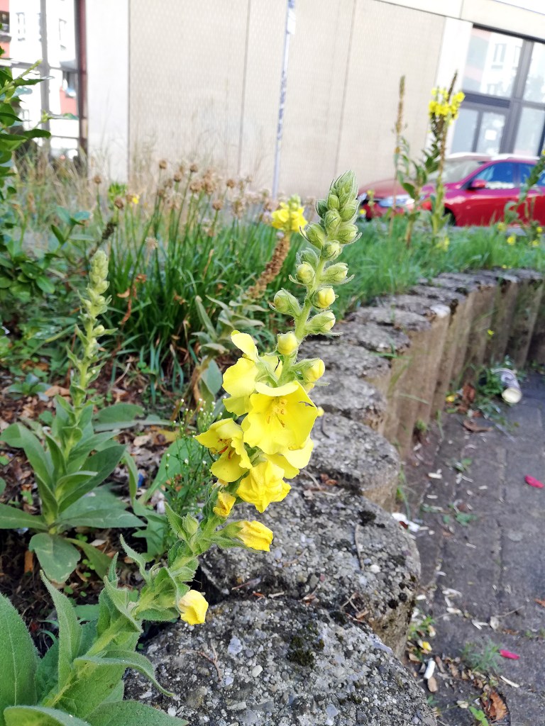 Auf der Gleim-Oase blüht es. Foto: Hensel