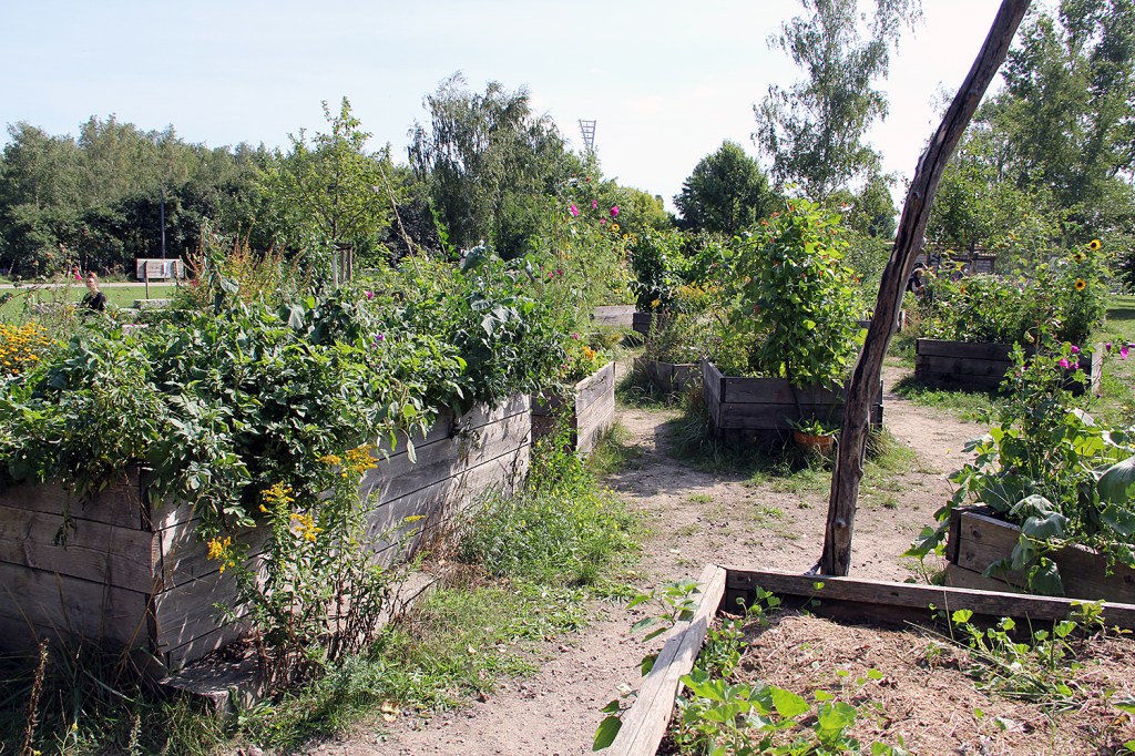 Blick auf die Hochbeete des Gemeinschaftsgartens im Mauerpark. Foto: Hensel