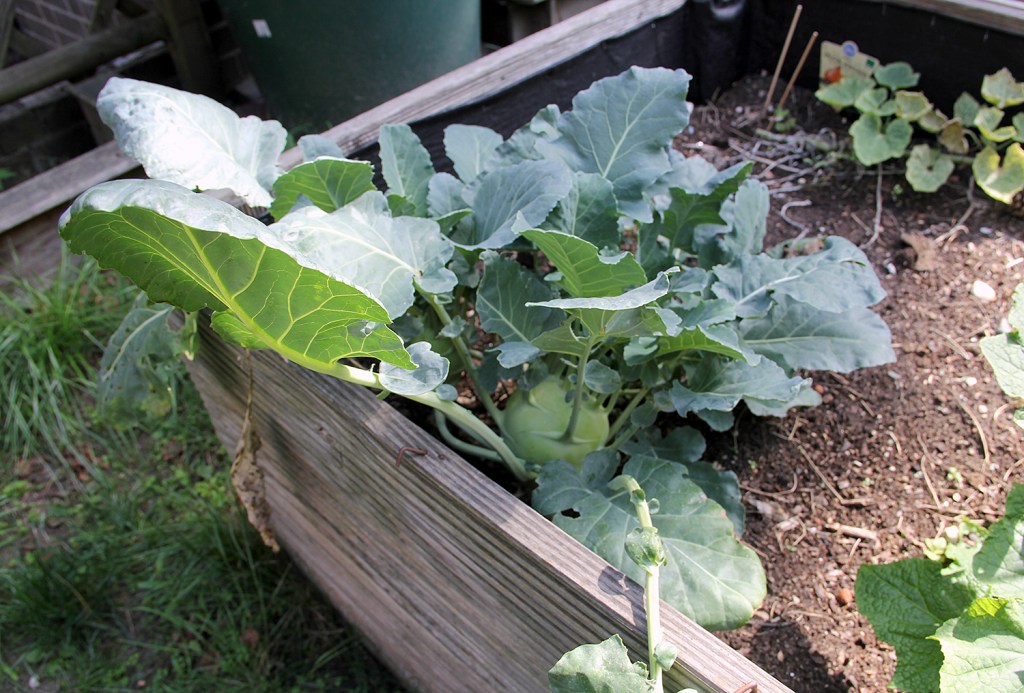 Ein Kohlrabi im Hochbeet im Mietergarten Graunstraße. Foto: Hensel