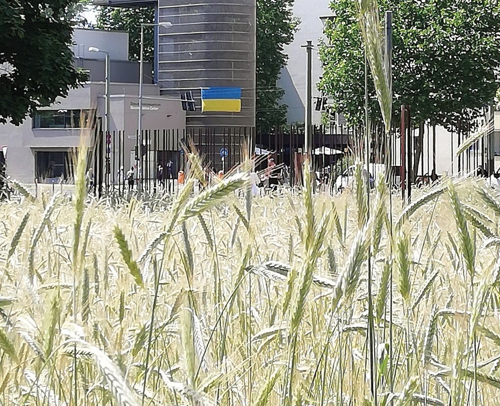 Noch vor der Ernte: das Roggenfeld an der Bernauer Straße. Foto: Hensel