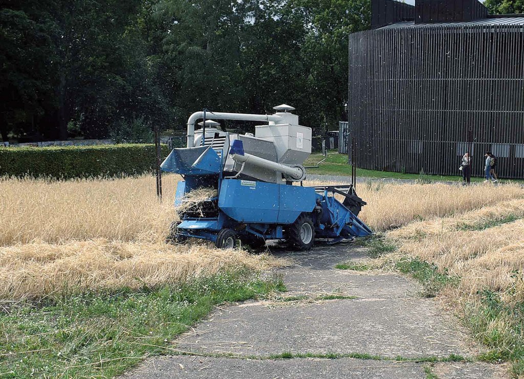 Der Mähdrescher im Einsatz. Foto: Michael Becker