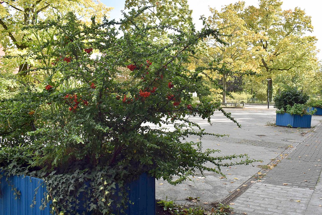 Orange Farbkleckse am Vinetaplatz, erste Herbstfarben. Foto: Michael Becker
