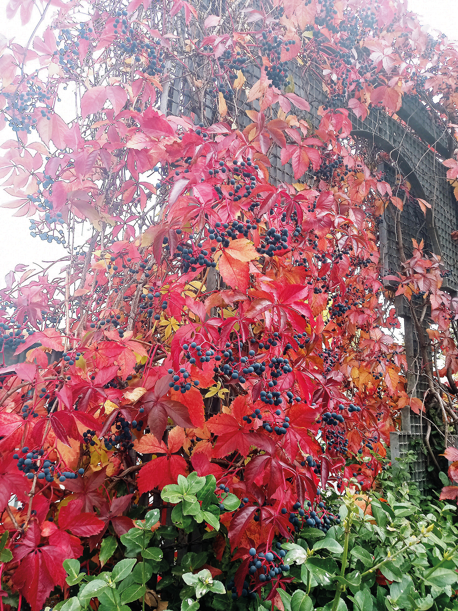 Goldene Erinnerungen an den Herbst