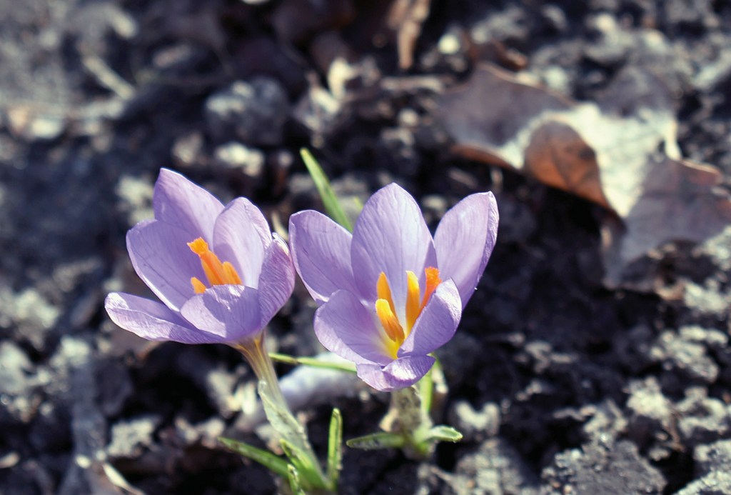 Krokusse auf der Gleim-Oase.