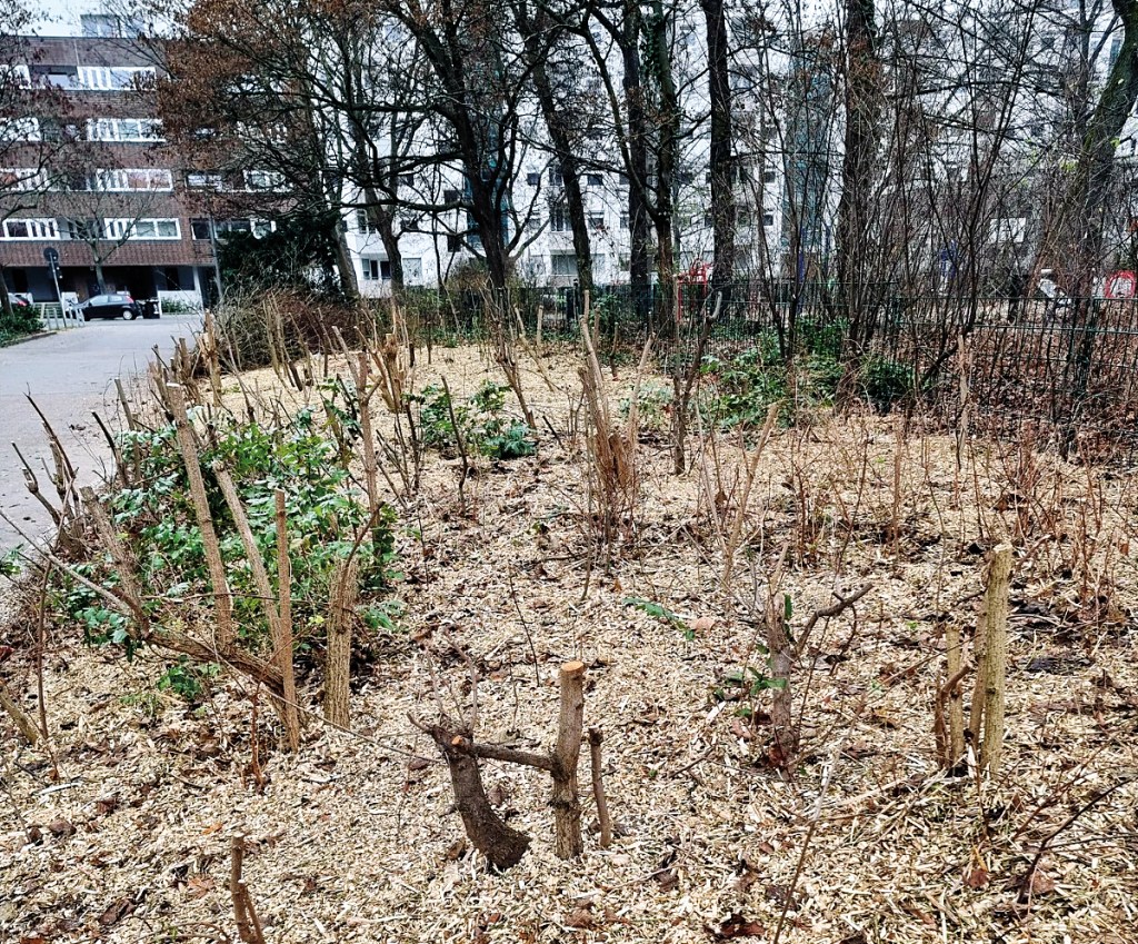 Nach dem Grünschnitt am Vinetaplatz. Foto: Hartmut Bräunlich