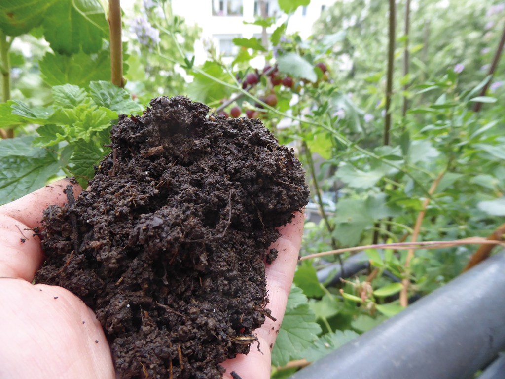 Wurmhumus für die Jostabeeren. Foto: Birgit Schattling