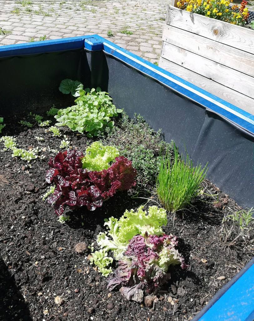 In einem Hochbeet im Diesterbeet wachsen Salat und Schnittlauch. Foto: Hensel