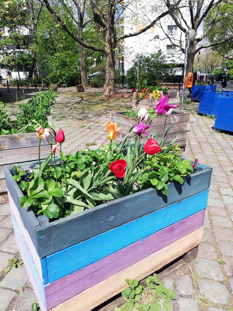 Blühende Tulpen in einem Hochbeet im Diesterbeet-Stadtgarten. Foto: Hensel
