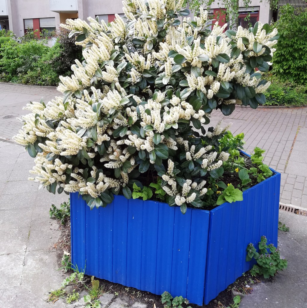 Kleiner Stadtgarten: Pflanzschale am Vinetaplatz mit blühendem Busch. Foto: Hensel