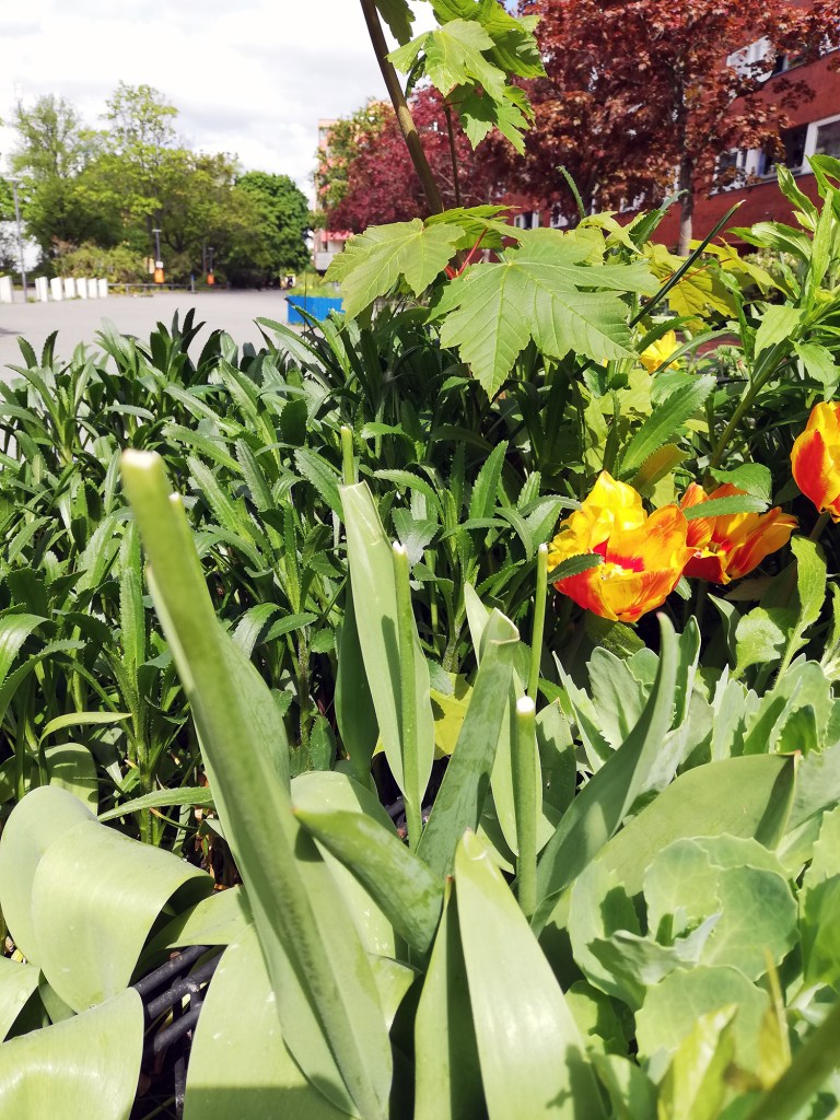 Tulpen ohne Blütenköpfe in einer Pflanzschale am Vinetaplatz. Foto. Hensel