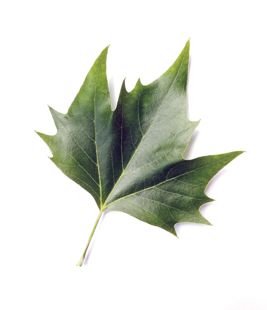 Blatt einer amerikanische Platane. Foto: Hensel