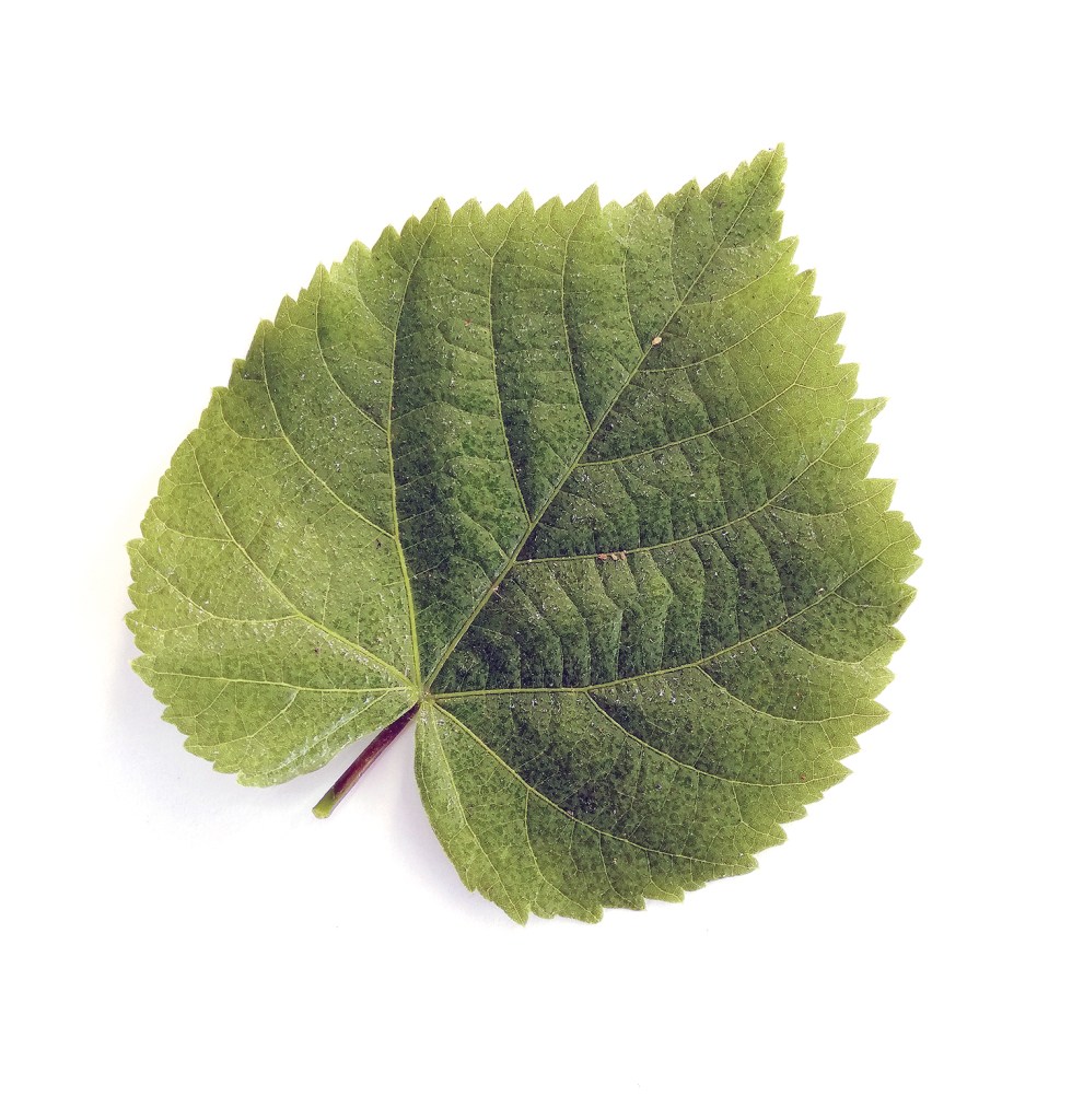 Blatt einer Sommer-Linde. Foto: Hensel