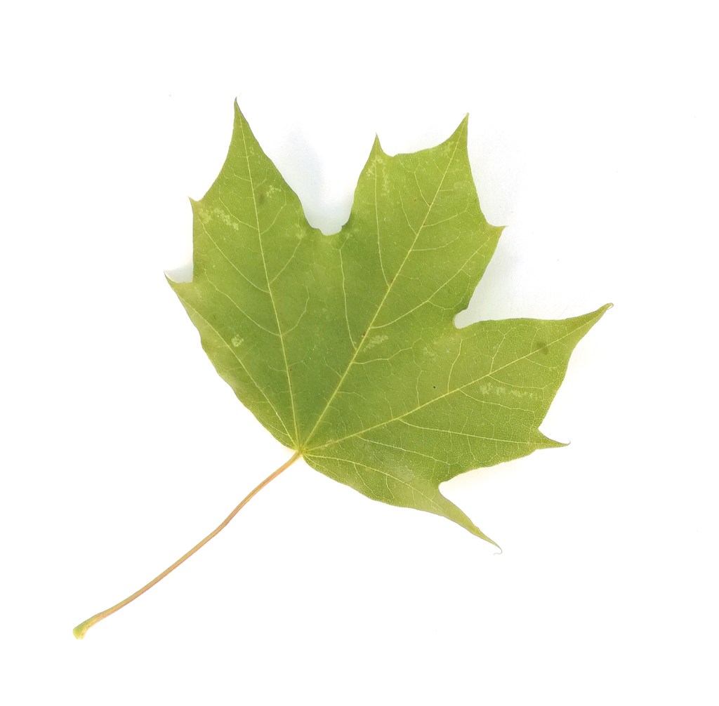 Blatt eines Spitz-Ahorns. Foto: Hensel