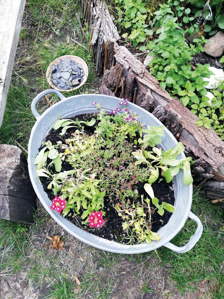Impressionen aus dem Niemandslandgarten aus diesem Sommer. Foto: Hensel