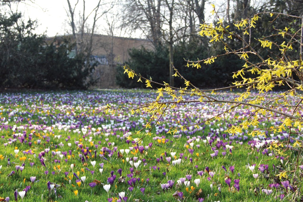 Die Krokuswiese im Humboldthain nahe dem Parkeingang in der Wiesenstraße war auch in diesem Jahr eine Frühlingsfreude. Foto: D. Hensel