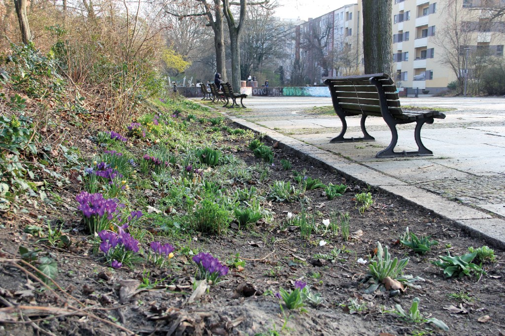Die Krokusse auf dem Vinetaplatz wurden durch Anwohner:innen am Rande einer Putzaktion im Jahr 2018 gesteckt. Foto: Hensel