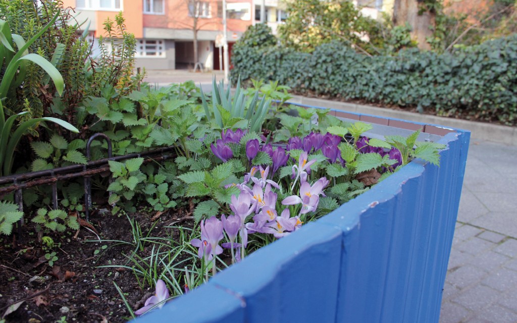 Die Blumenkübel am Vinetaplatz waren 2012 das erste Urban Gardening-Projekt im öffentlichen Raum im Kiez; es gibt sie bis heute. Foto: D. Hensel