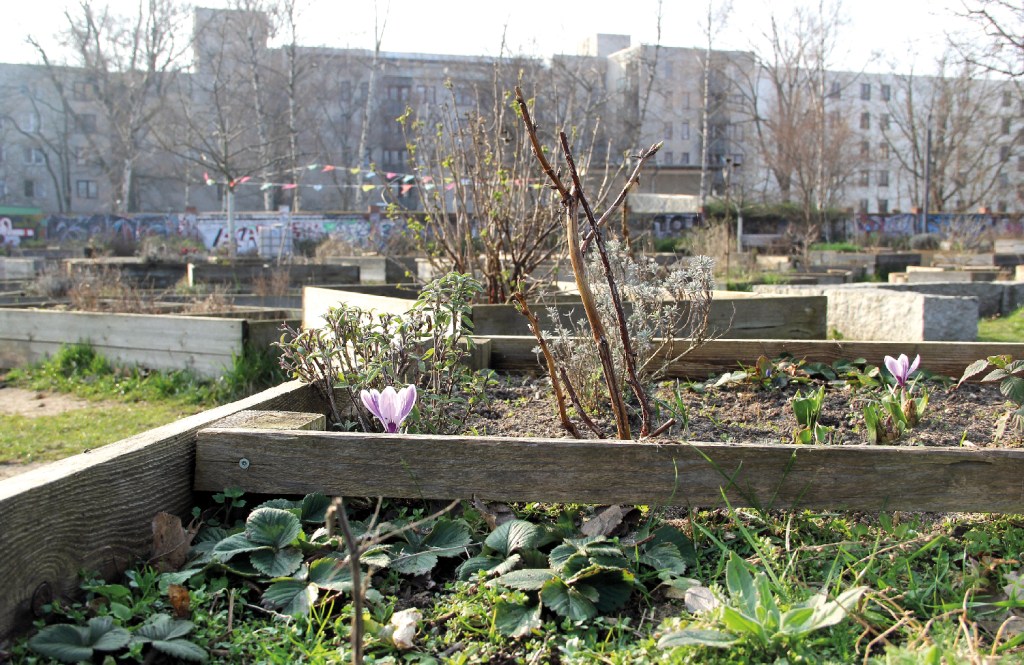 Der Mauergarten wurde 2013 als Gemeinschaftsgarten im Brunnenviertel gegründet. Wegen eines Gebietstauschs liegt er heute in Pankow. Foto: D. Hensel