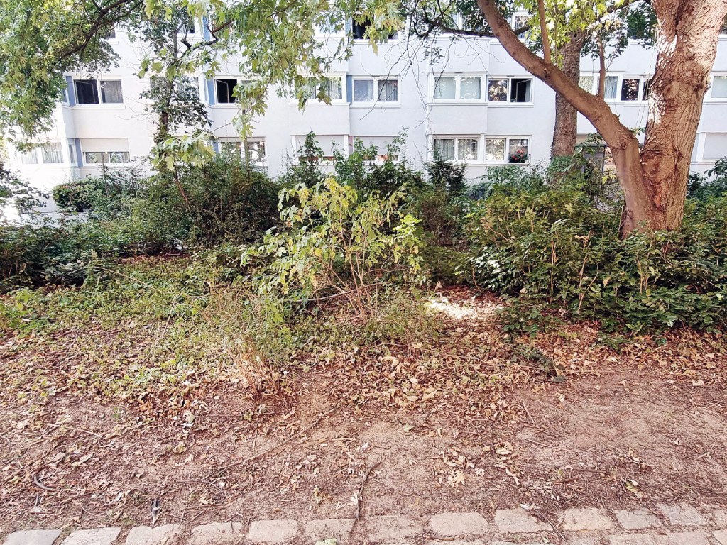 In dieser Lücke könnten neue Büsche gepflanzt werden. Foto: Hartmut Bräunlich